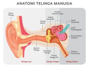 Otosklerosis dan Hubungannya dengan Masalah Pendengaran